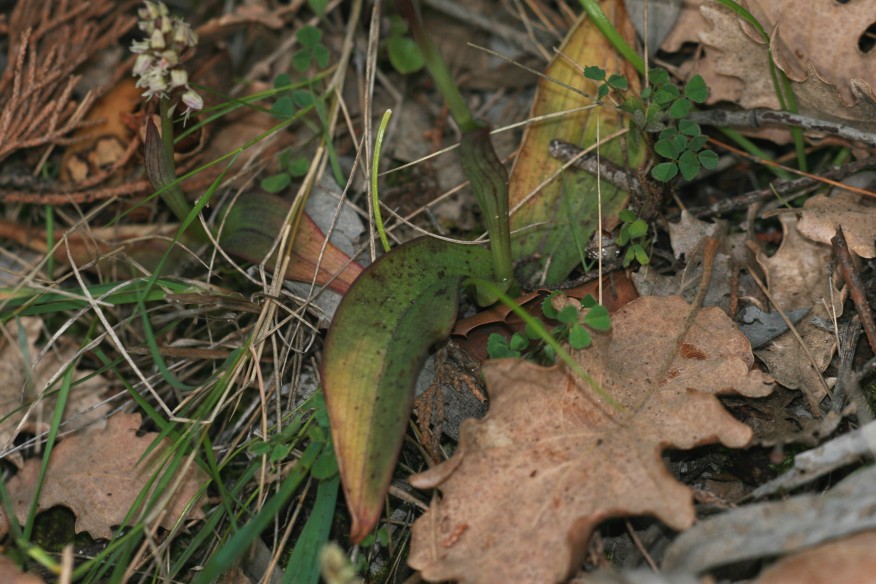 Orchis (Neotinea) intacta dalla sardegna